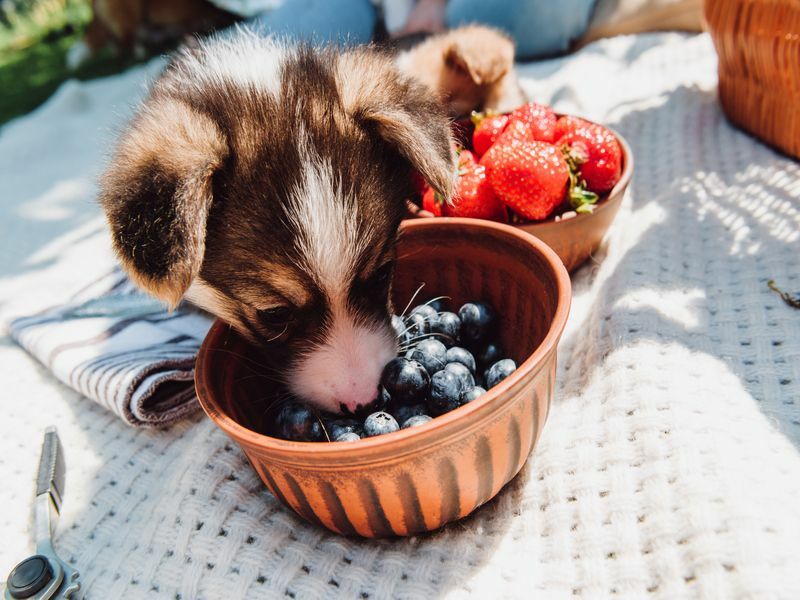 Köpekler Tüylü Arkadaşınıza Meyve Veren Meyveleri Yiyebilir mi?