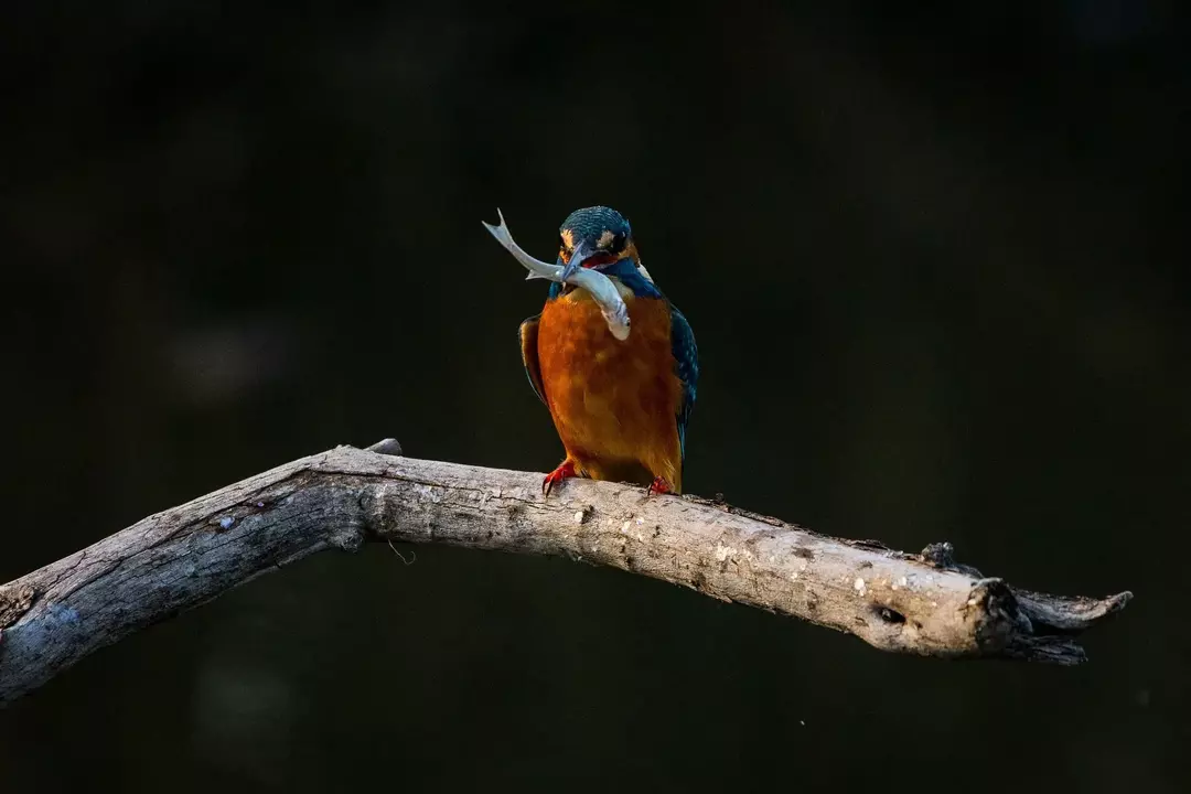 Kas sa teadsid? 15 Ameerika Pygmy Kingfisheri fakti