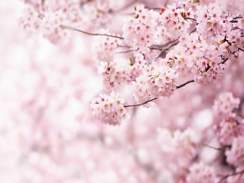 Japansk Cherry Blossom Tree Lær mer om det vakreste treet