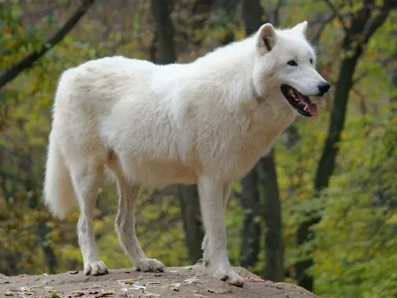 Alaskan Tundra Wolf: 21 fakta du ikke vil tro!
