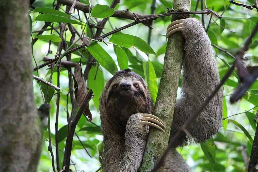 ჩამოთვალეთ puns 'sloth-puns-that-arent-slow-to-the-punch'