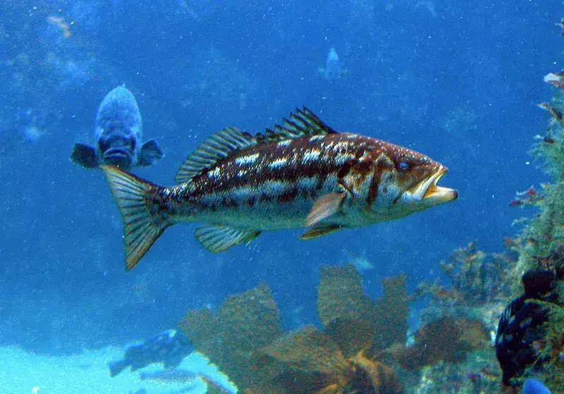 15 Fin-tastic fakta om Kelp Bass för barn