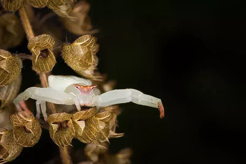 Ziedu krabju zirneklis: 21 fakts, kuram neticēsit!