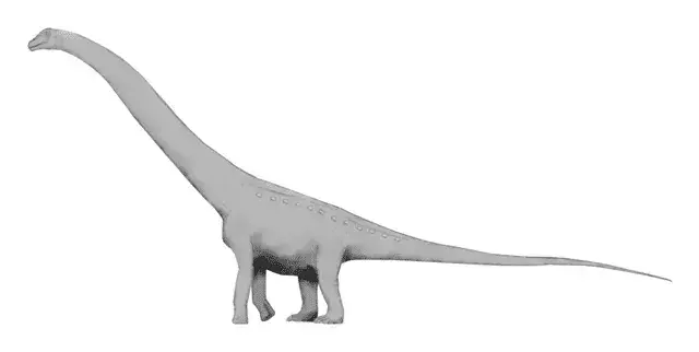 Puertasaurus nugaros slankstelis laikomas vienu plačiausių iš visų sauropodų.
