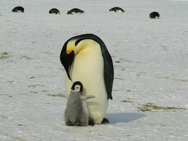 Ar Šiaurės ašigalyje yra pingvinų? Tiesa gali jus šokiruoti!