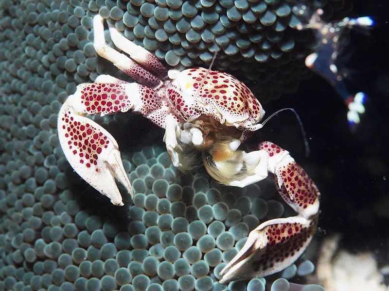 Anemone Neopetrolisthes, en krabbe som gjemmer seg på anemone for å overleve.