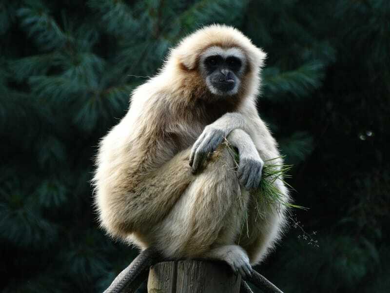 Morsomme Gibbon-fakta for barn