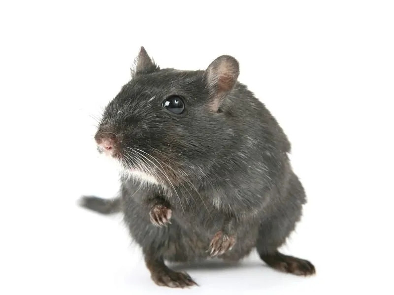 Informații distractive despre șoarecele căprior pentru copii