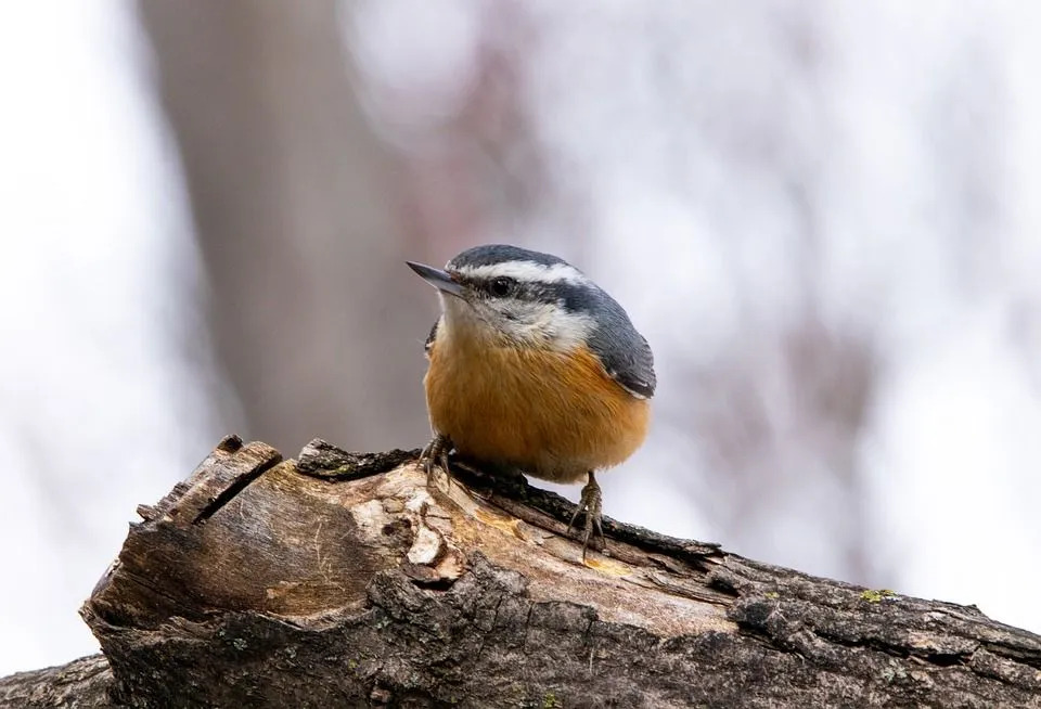 Morsomme Red Breasted Nuthatch-fakta for barn