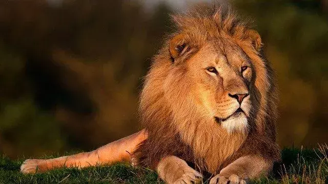 Bjørn vs. Lion: Forskjellene mellom to rovdyr forenklet