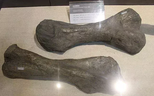 Você sabia? 15 fatos incríveis sobre o Chialingosaurus