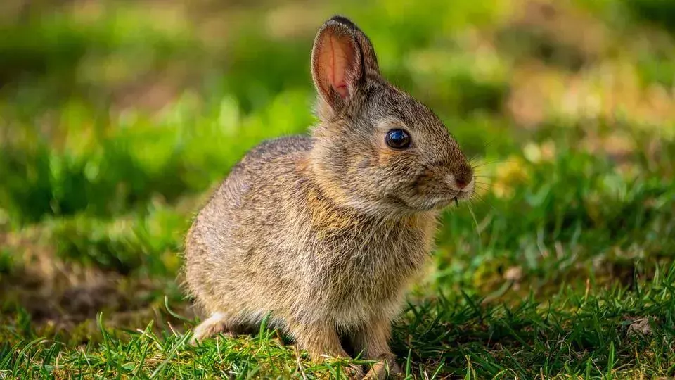 Kaniner er veldig sarte og veldig så ofte trenger kaninunge mer oppmerksomhet.