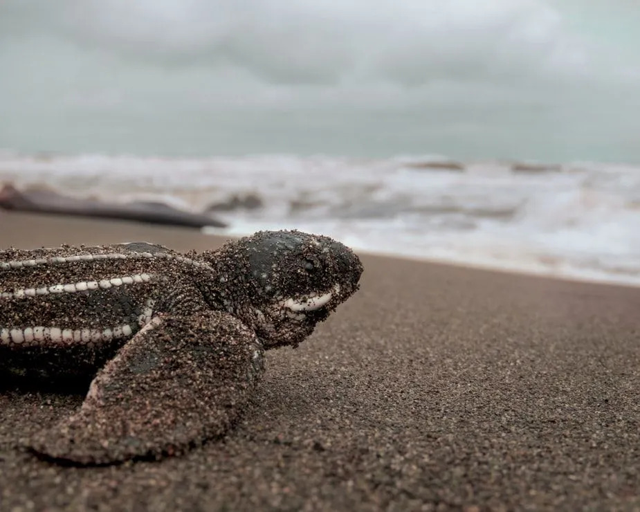 Deri Sırtlı Deniz Kaplumbağası Gerçekler