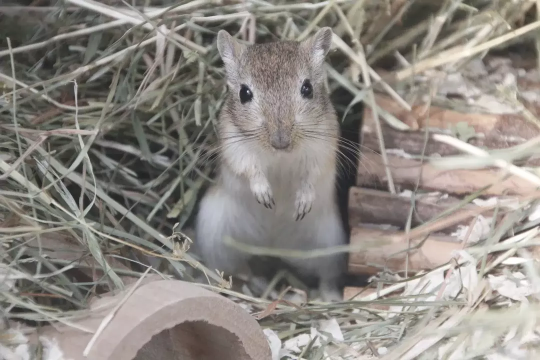 Hamster vs Gerbil: Finn det perfekte kjæledyret å inkludere i familien din