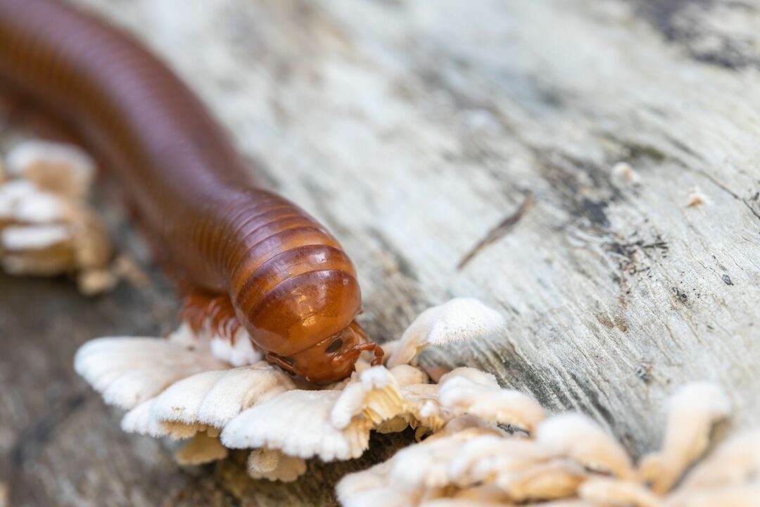 Un gros mille-pattes mangeant des champignons sur une bûche forestière.