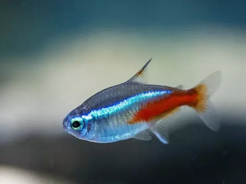 peixe tetra neon