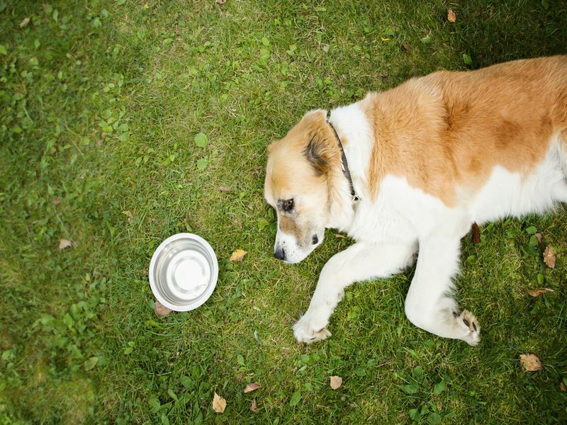 Είναι κακό για τα σκυλιά που προστατεύουν το κατοικίδιο ζώο σας από την τοξικότητα