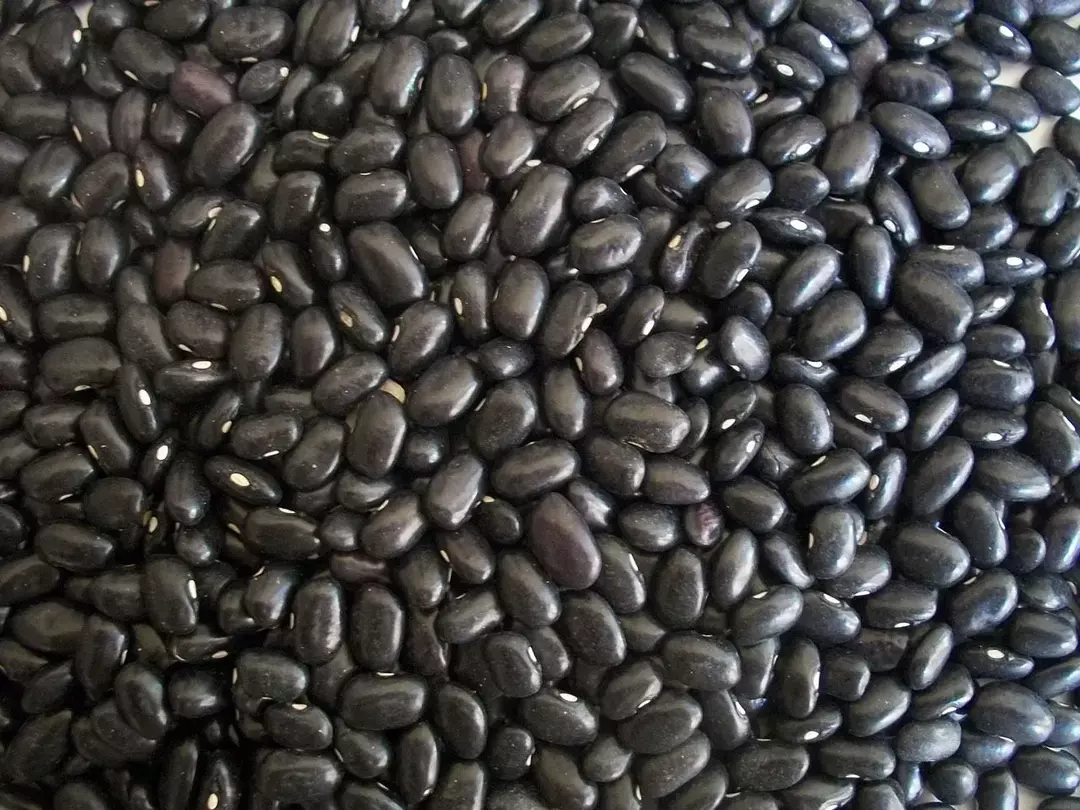 101 datos nutricionales de frijoles negros enlatados: ¿Son buenos?