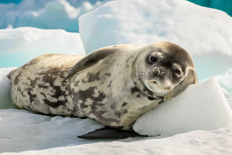 مخلوقات رائعة حيوانات شائعة تعيش في أنتاركتيكا