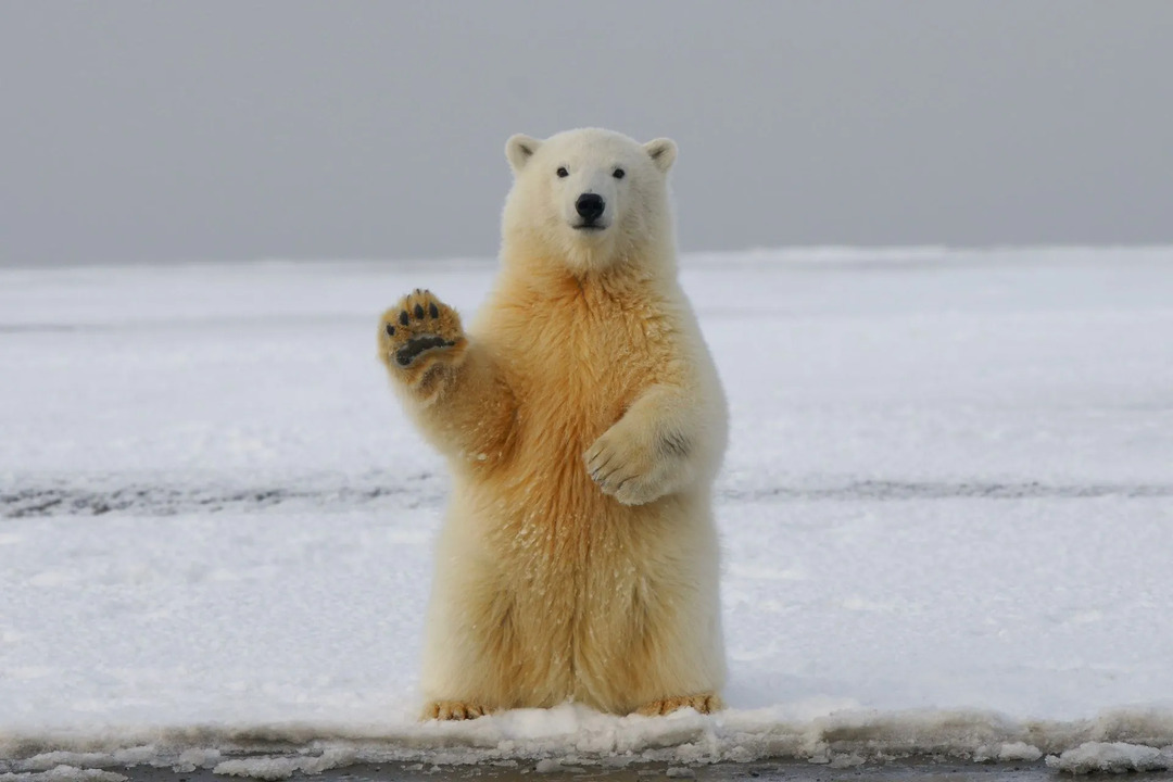 Isbjørn er ganske ofte sett langs kysten av Øst-Sibirhavet.