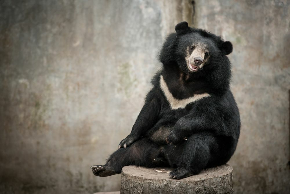 การจำศีลของหมีดำทำให้หมีในฤดูหนาวสามารถทำได้หรือไม่