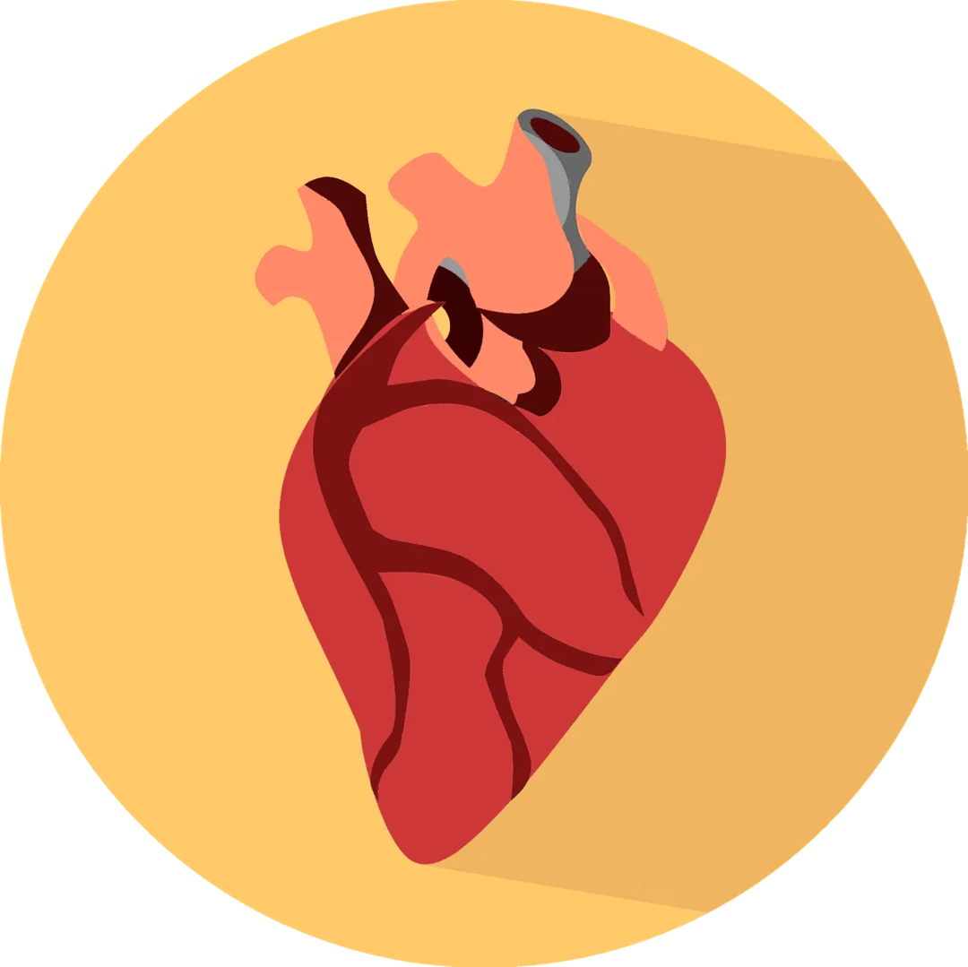 Un blocage des artères coronaires peut entraîner un manque d'oxygène dans les cellules cardiaques, ce qui peut entraîner un infarctus du myocarde ou une crise cardiaque !