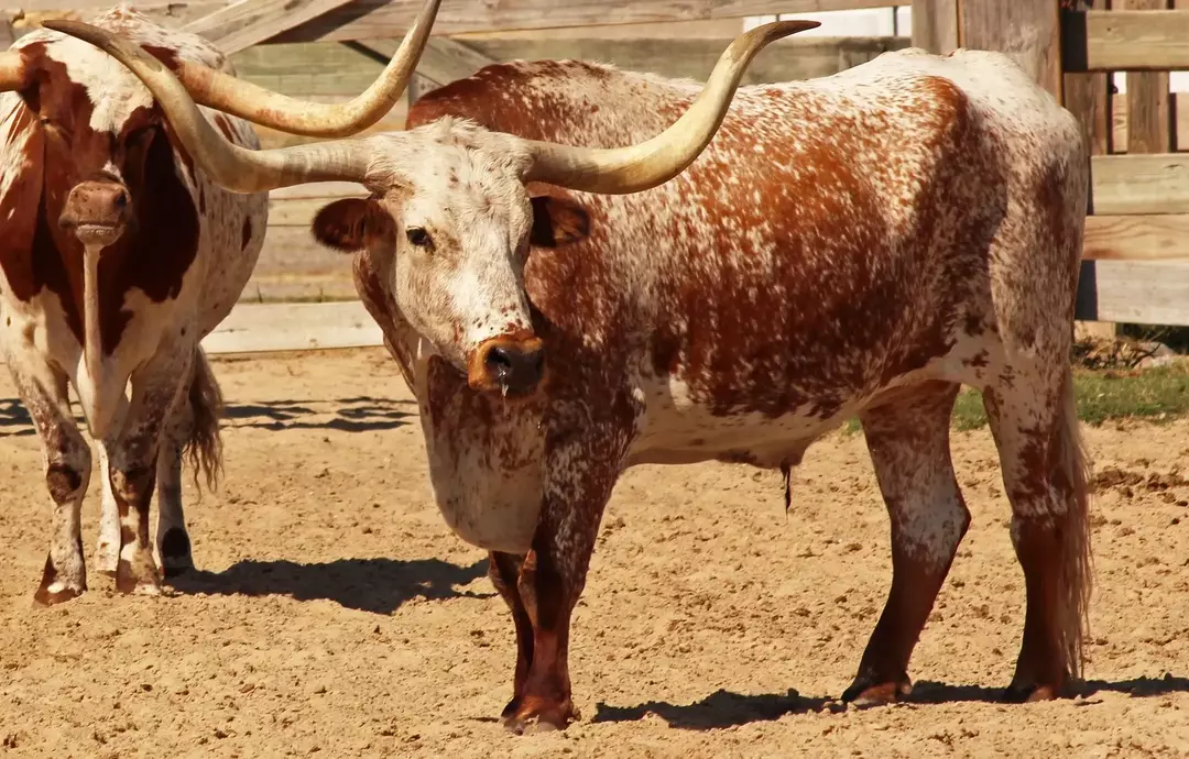Texas Longhorn: 15 feiten die u niet zult geloven!