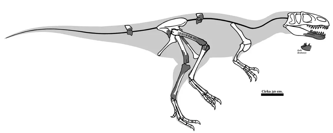 21 Dino-midd Magnosaurus fakta som barn vil elske