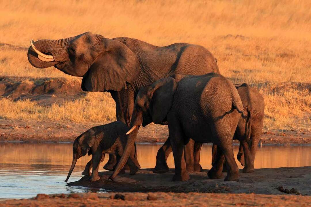 Იცოდი? წარმოუდგენელი ფაქტები აფრიკული ბუშის სპილოების შესახებ