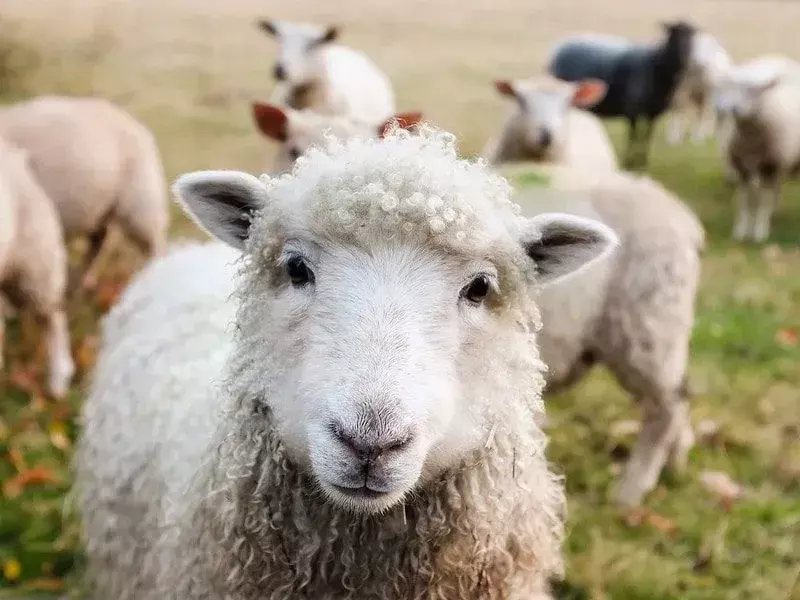 33 πρόβατα λογοπαίγνια και αστεία που είναι υπέροχα!