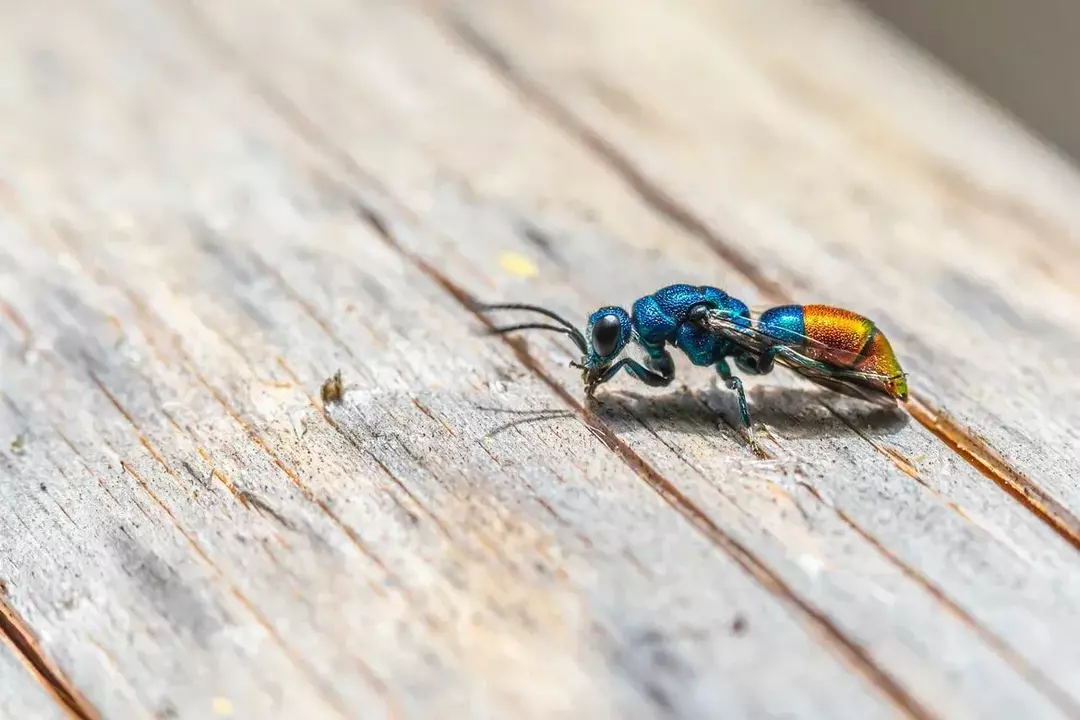 15 εκπληκτικά εντομολογικά γεγονότα για παιδιά που βρίσκουν ενδιαφέροντα τα έντομα!