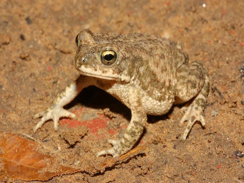 Разлика между жаба и жаба Шокиращи факти, които може би не знаете