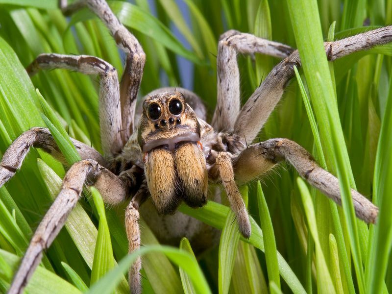 Hva spiser edderkopper Hvilket dyr jakter på Huntsman-edderkoppen