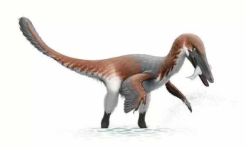 Fakta Austroraptor sangat menakjubkan.