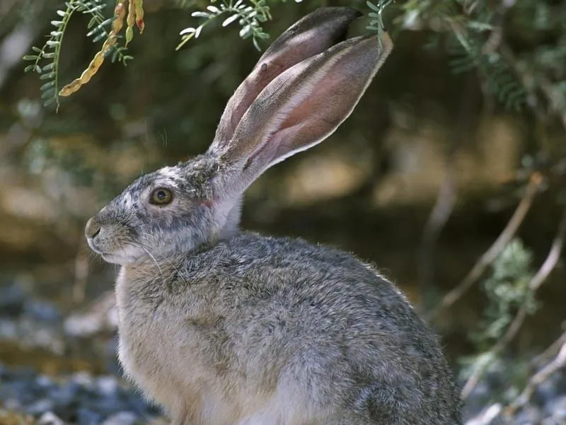 Zábavná fakta o králíkovi černoocasém pro děti