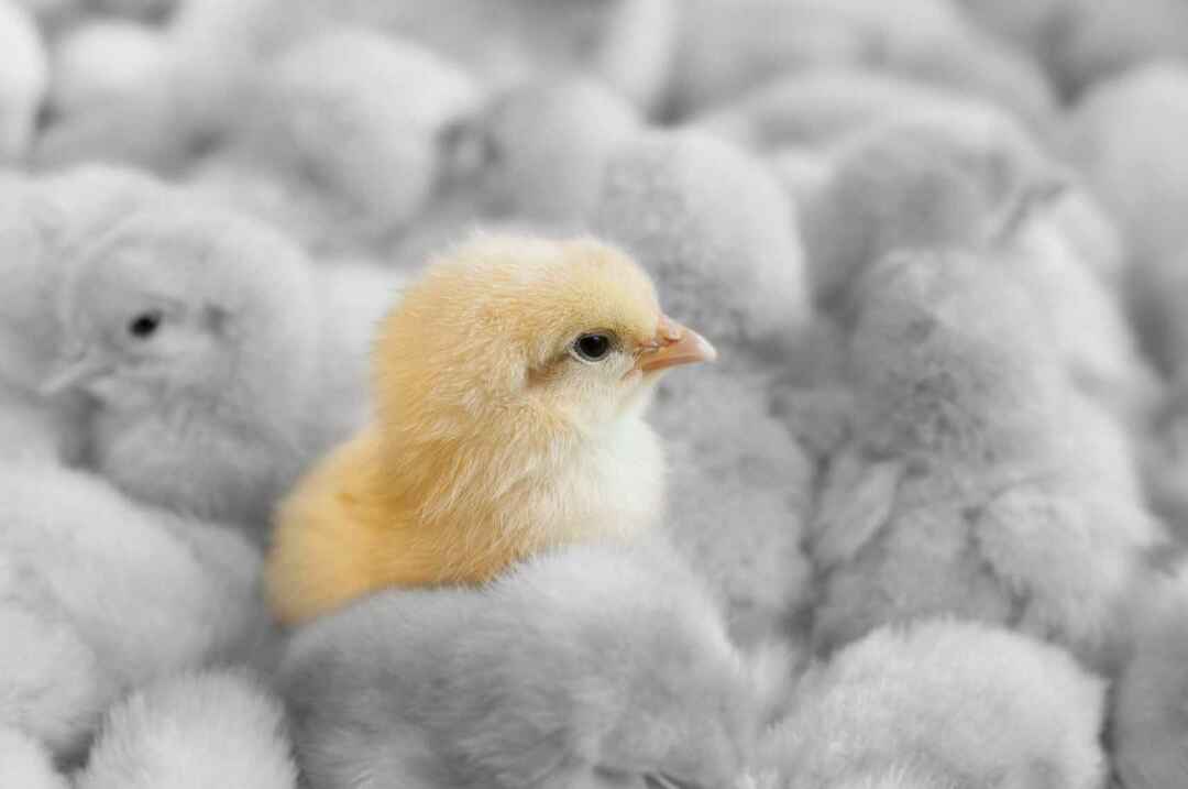 Странно поведение на пилетата Защо пилетата ядат яйцата си