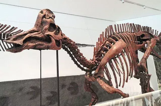 Corythosaurus: 19 तथ्य जिन पर आप विश्वास नहीं करेंगे!