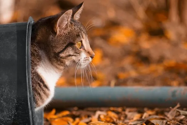30 fantastiske tabby kattenavn for kattungen din