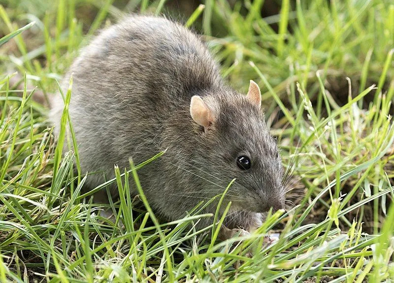 Érdekes tények a hosszú szőrű patkányokról gyerekeknek