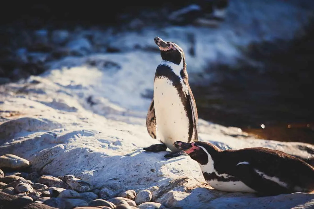 Пингвините Хумболт са леко кафяви на цвят.