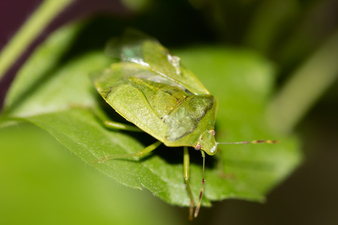 Ένα γεγονός των Southern Green Stink Bug είναι ότι είναι γνωστά και ονομάζονται για την δύσοσμη έκκριση που παράγουν.