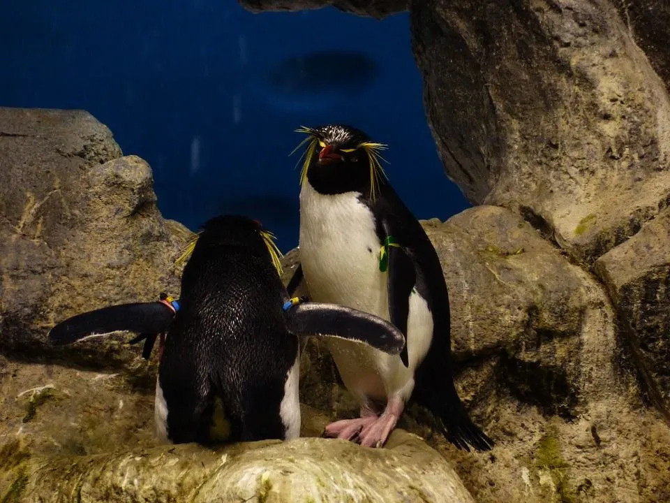 Los pingüinos de penacho amarillo tienen una cresta única y linda en forma de pluma negra y amarilla en la cabeza y ojos rojos.