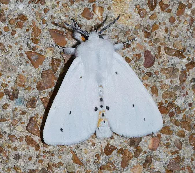 15 fakta om Virginian Tiger Moth du aldri vil glemme