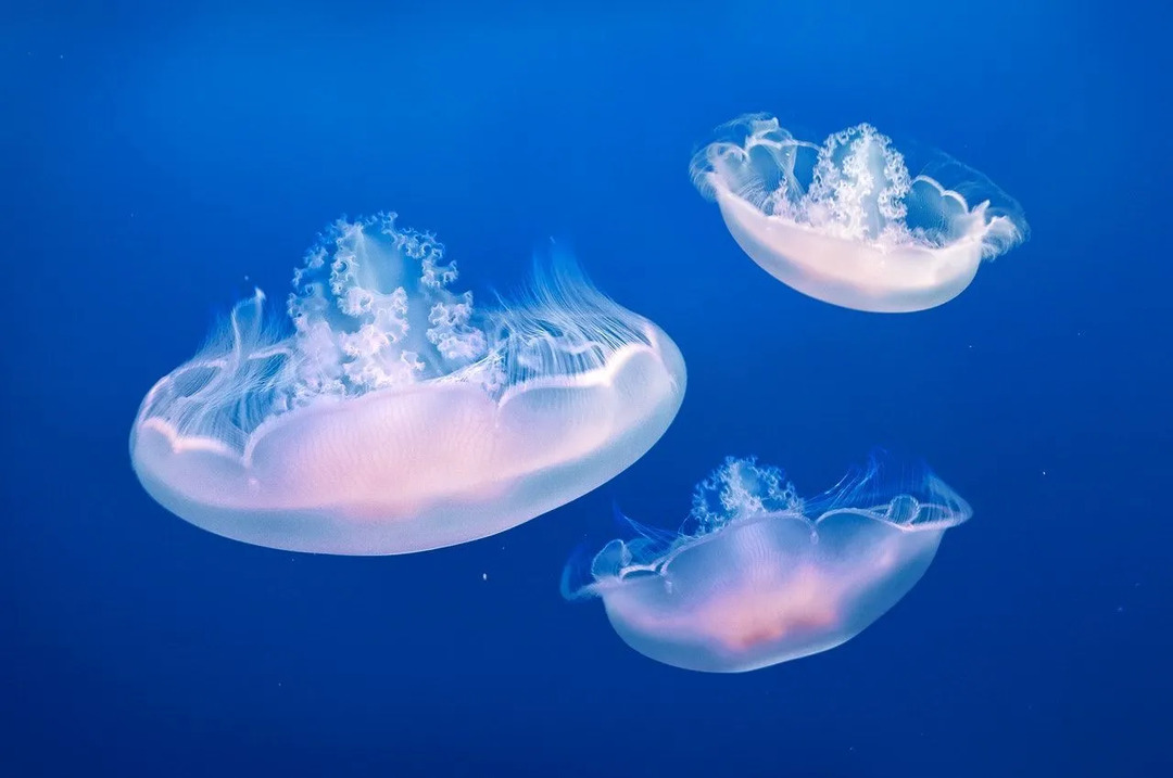 Datos sobre el zooplancton Los increíbles influenciadores del ecosistema marino
