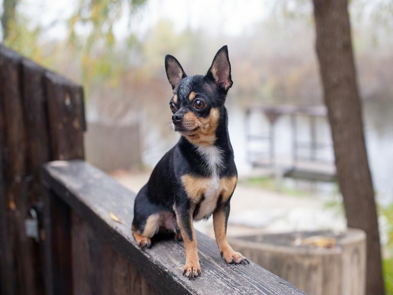Do Chihuahuas Shed Paww Fect Coat Fakta å vite for kjæledyret ditt