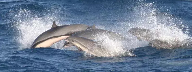 Fraserův delfín: 15 faktů, kterým nebudete věřit!