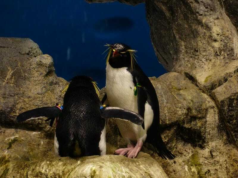 Morsomme Fiordland Penguin-fakta for barn