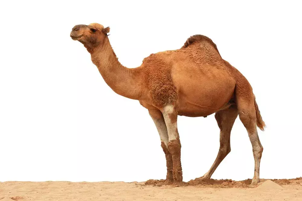 En dromedar kamel har tykke lepper.