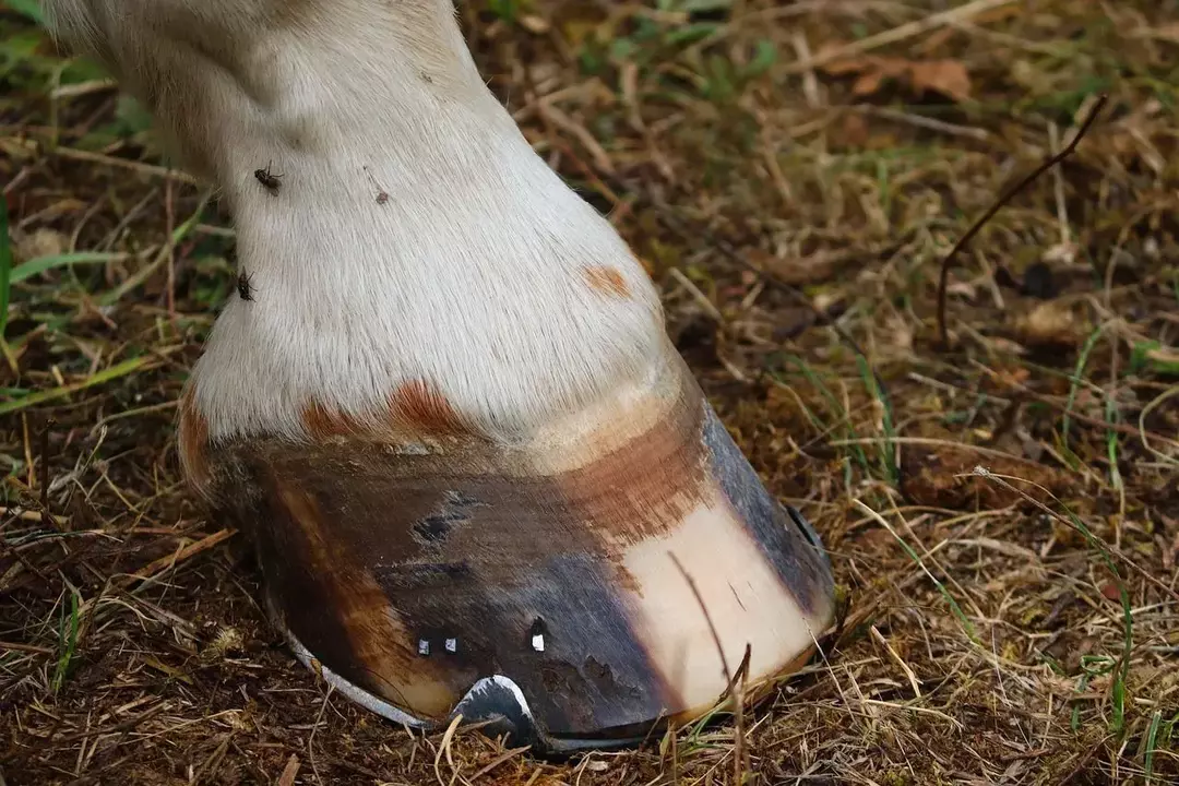 Skoing av hestehover skader ikke hesten hvis det gjøres riktig fordi metallskoen er spikret fast på ytterkantene av hoven med små metallspiker, slik at den holder seg på plass.