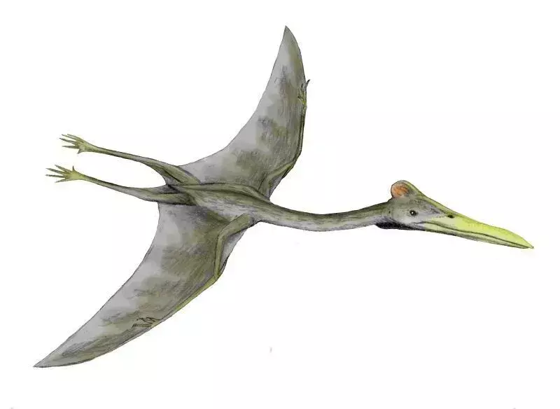 Navajodactylus: 15 фактів, у які ви не повірите!